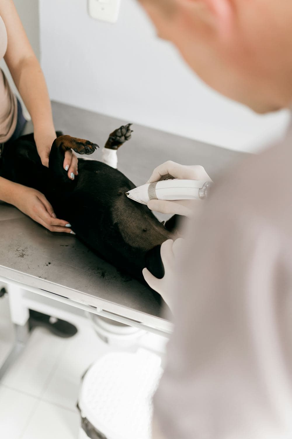 عيادة بيطرية