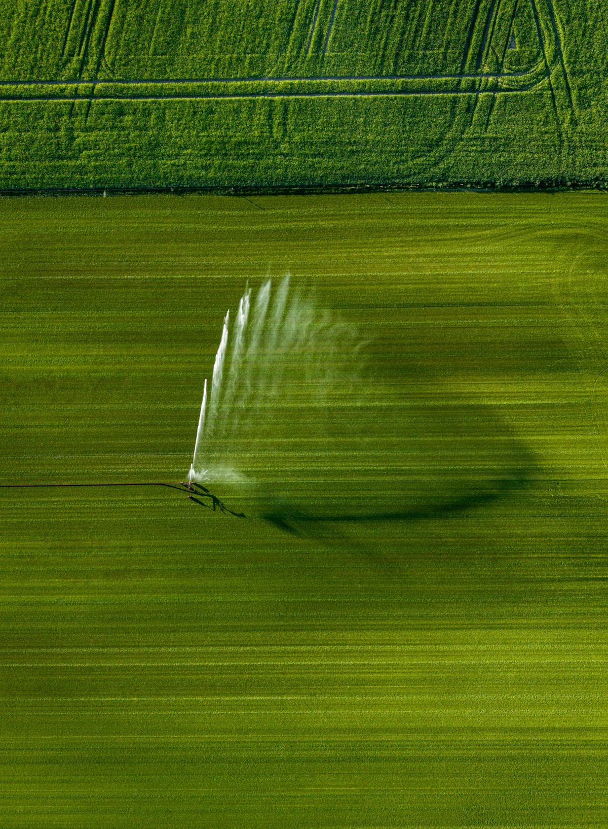 Agriculture & Livestock